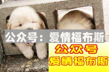 女生回复哈哈什么意思