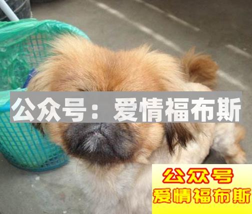 12星座谁才是冷战界最强王者?