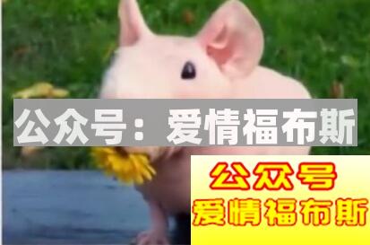 养什么宠物容易撩妹 宠物撩妹技巧大公开