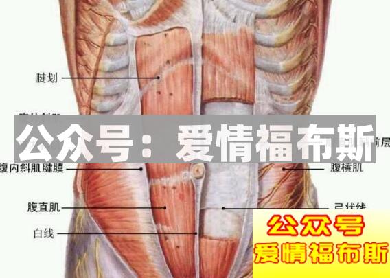 女生为什么喜欢有腹肌的男人?(全面解析)第6张