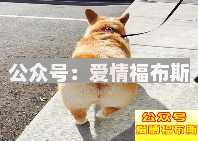 如何攻克养狗的女生？