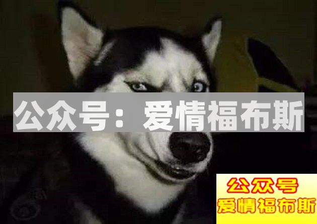 如何攻克养狗的女生？第3张