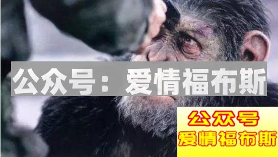 觉得金刚比男朋友好的请进来第2张