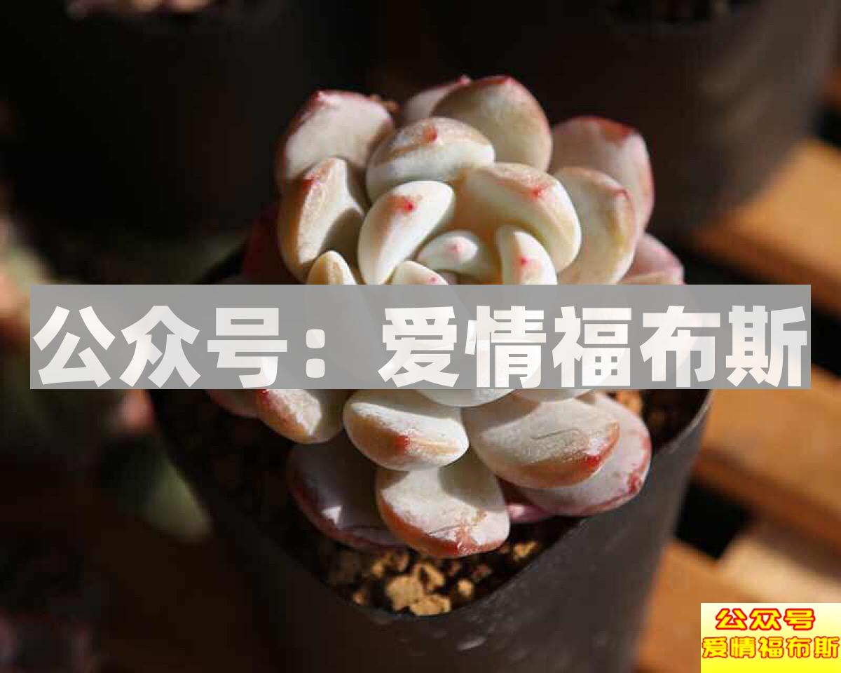 网红脸、超模脸、处女脸,你最爱的是哪种脸第40张