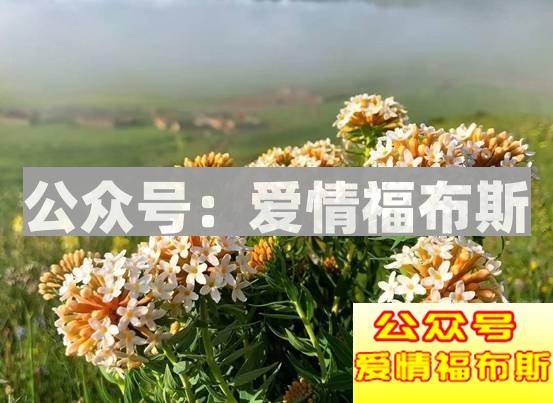 成都周边适合带女生旅行拍照的地方第7张