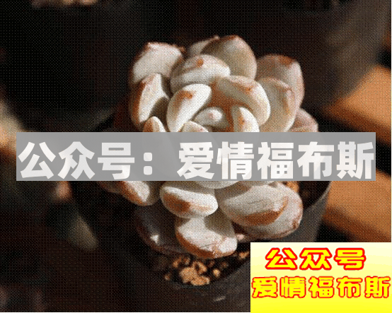 网红脸VS处女脸，你的女朋友是什么脸？第34张